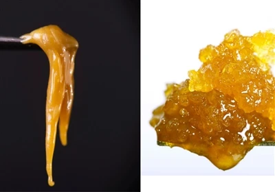 Resina en directe vs. Live Rosin: Quina diferència hi ha?